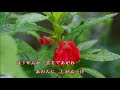 『ほうせんか』/ 中島みゆき     cover・aki