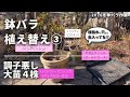 《2026鉢バラ植え替え③／調子悪し大苗４株》虫が入っているのか！謎の枝枯れ、穴。。／曲がりくねった根はありですか？？思い切って荒療治／無農薬派のカミキリ対策／古土・剪定枝再生／花ごころ／カルスNCR