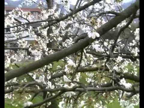 Guarda Cyril Morin - Tashi's Theme (Samsara) su YouTube