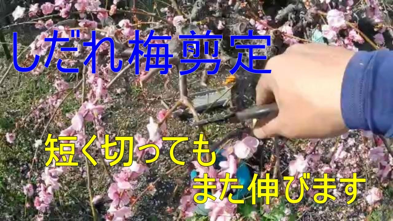 庭木、しだれ梅分けてください。 令和6年 しだれ梅剪定 しっかり切りましょう - YouTube