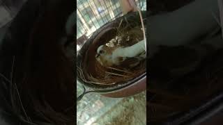 #MassahAllah Beautiful diamond pied Dove 🕊️ pair laying eggs 🥚 start #viralvideo #birds #foryou