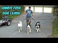 My Husky Trying Hands Free Dog Leash My Husky Trying Hands Free Dog Leash