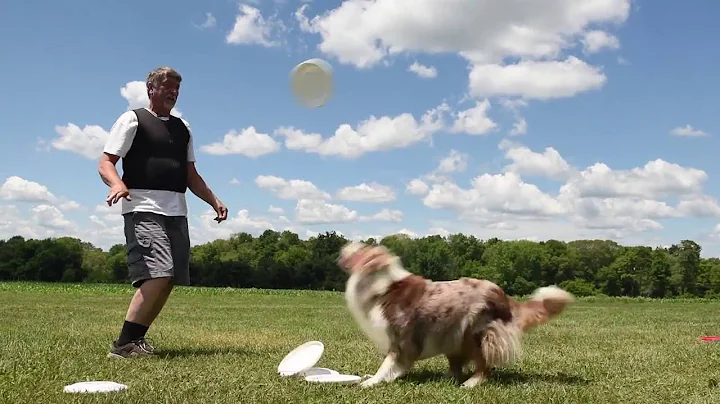 Ed and his frisbee dogs