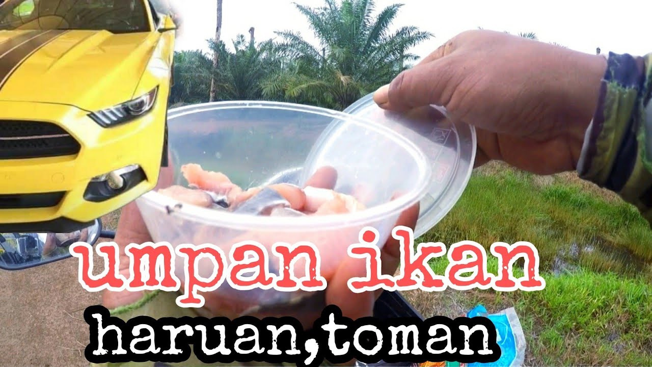 umpan ikan haruan atau toman yang mujarab