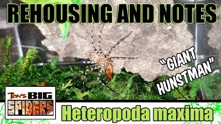 H. Maxima Giant Huntsman Spider Rehouse And Notes