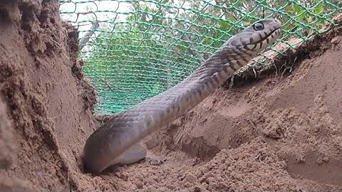 Creative Man Make Best Snakes Trap Using Nets & Branches - Amazing Snake Trap in Village