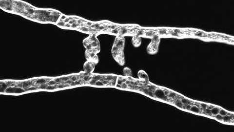 Chemotropic interaction between fusion hyphae in N. crassa. Hyphae stained with FM4-64.