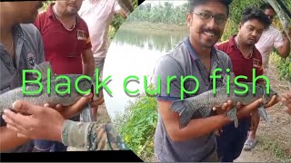 BLACK CURP FISH  \\WE CAUGHT/A LOT OF FISH/IN THIS POND// check it out