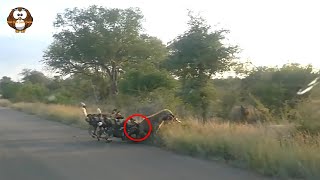 Tidak Ingin Berbagi Makanan, Ratusan Anjing Liar Ini Secara Brutal Menghabisi Seekor Hyena!!