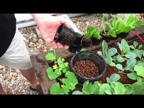 Transplanting Into Net Cups - FishPoo Aquaponics Towers