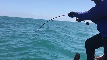 KongTV I CÂU CÁ BÈ TRUỘNG (THỂ LOẠI LIGHT JIG)