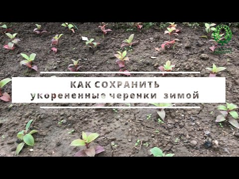 КАК СОХРАНИТЬ укорененные черенки роз и гортензий  зимой. Питомник 🌹 и 🌲 Е. Иващенко