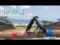 沖縄でクワレスを広めてきたクワよbeetle fight