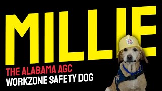 MILLIE - THE ALABAMA AGC WORKZONE SAFETY DOG