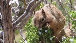 Squirrel Eating Juniper Berries