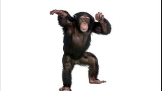 monkey dance.mp4
