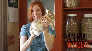 How To Hold A Rabbit