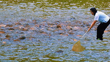 Một Ngày An Yên Ở Quê: Câu Cá, Nướng Cá, Ăn Cùng Mẹ Dưới Chiều Hoàng Hôn