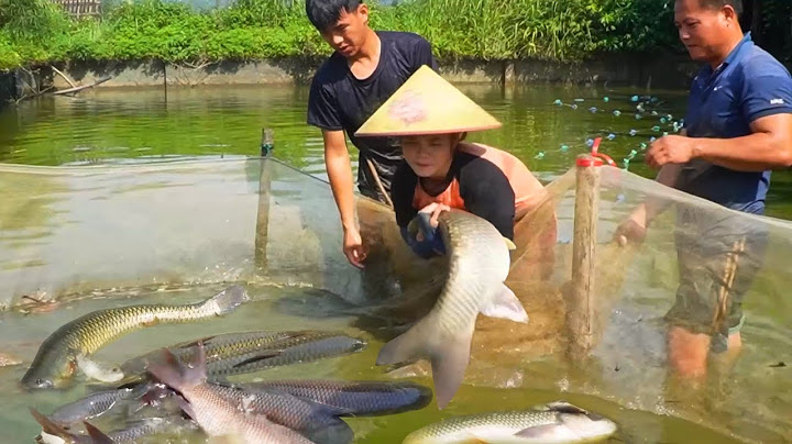 Incredible giant fish harvest from our farm pond – The net was almost too small!