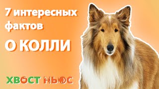 7 интересных фактов о колли