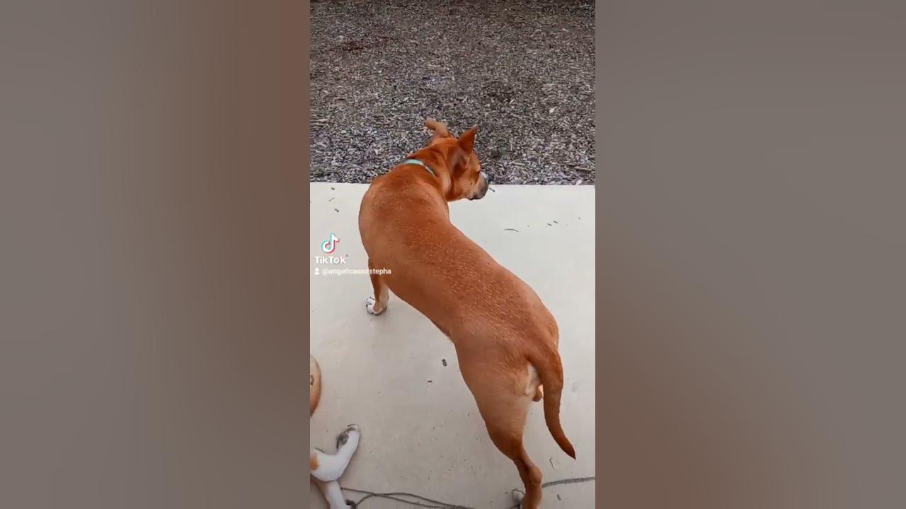 Stephanie tik tok video part 2 - YouTube