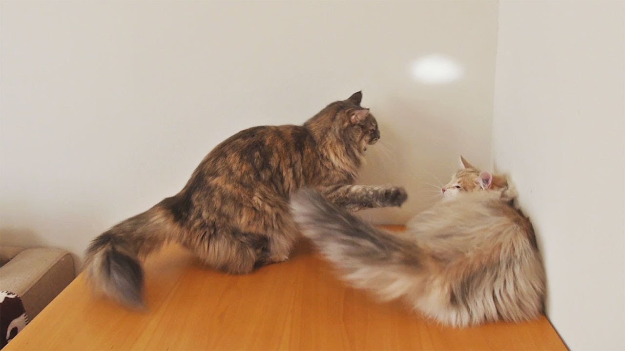 猫カフェ 横浜 Kurumi bursts 