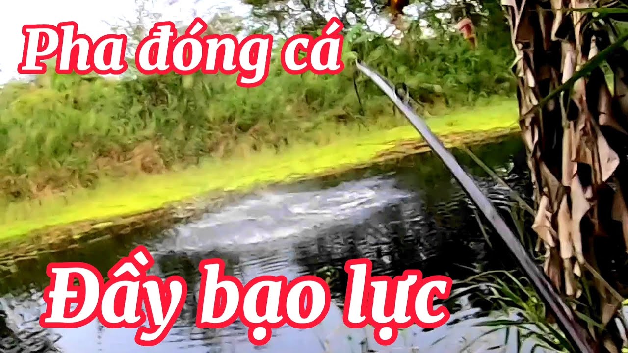 Màng đóng cá cực bạo lực # Câu cá lóc bông # câu cá lóc rừng U minh Thượng (Tập 44)