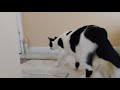 Cat vs motion-activated spray: who won?