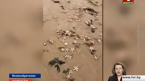 В Великобритании шторм выбросил на берег множество морских звезд