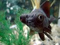 Beautiful Black Moor Goldfish