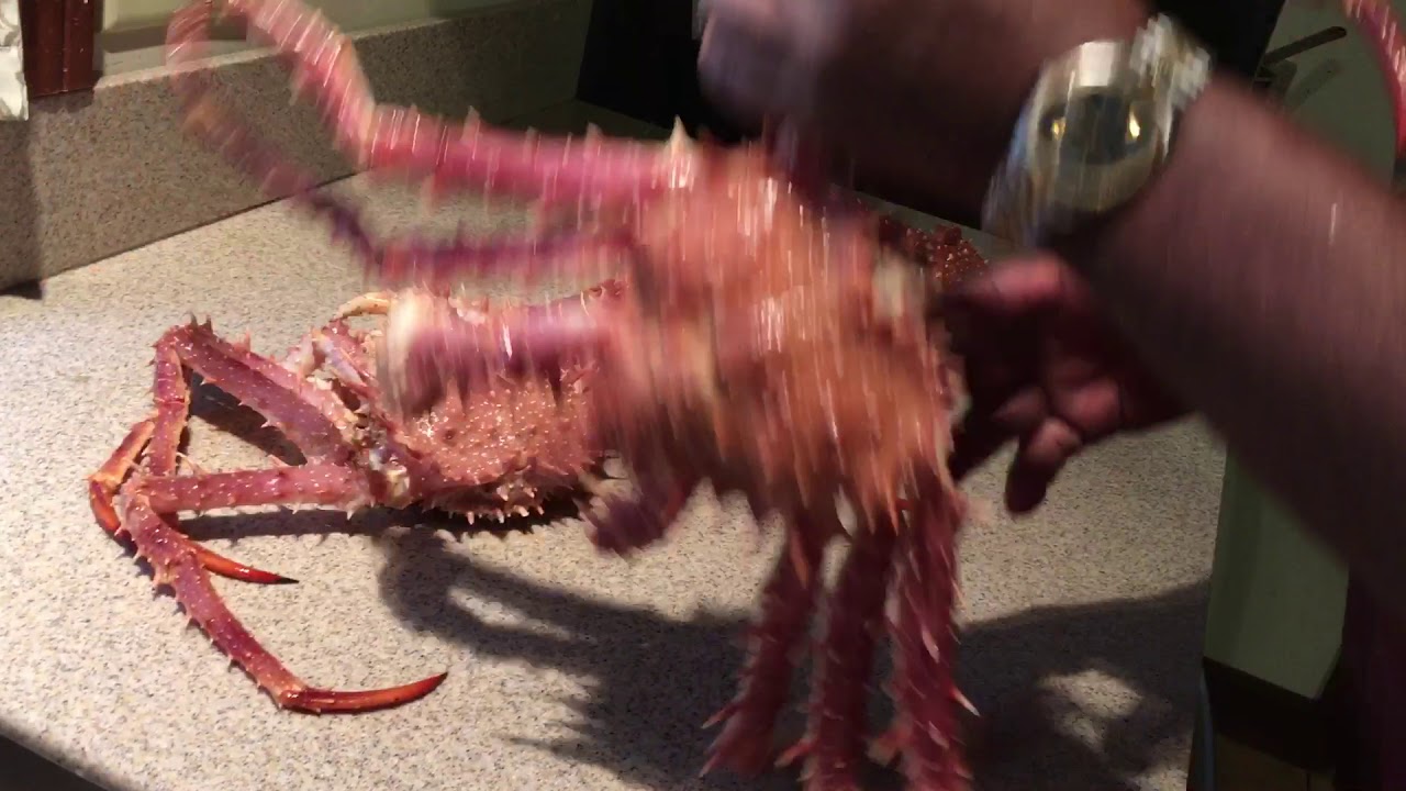 Maine Spider Crabs Delicious!! YouTube