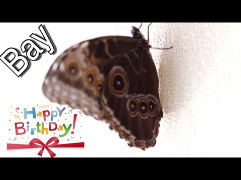 Сколько живут бабочки в домашних условиях