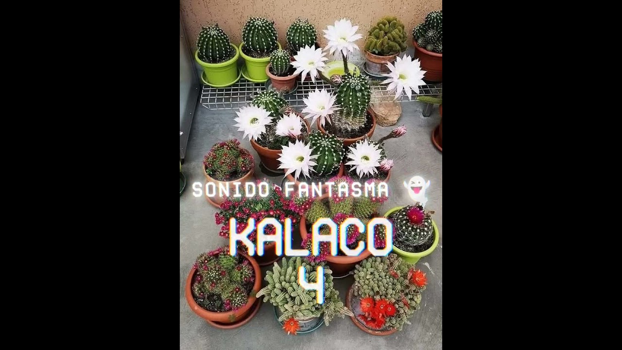 sonido fantasma en huamuxtitlan guerrero -la cumbia cubana 