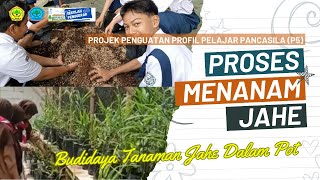 BUDIDAYA TANAMAN JAHE DALAM POT (Proses Menanam Jahe)