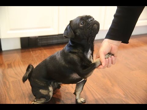 what tricks can you teach a pug