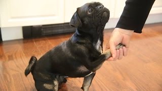 Can Pugs learn tricks? Find out with adorable rescue Kilo the Pug!