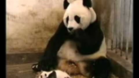 Funny Videos.3gp - 4shared.com - file sharing - download movie file..flv