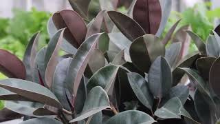 Rubber Tree or Rubber Plant (Ficus elastica) - Plant Identification and Care