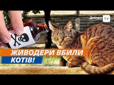 🐈 Сусідські війни через котиків: хто отруїв пухнастиків?
