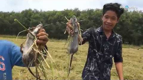 SĂN BẮT CHUỘT MÙA GẶT - CHUỘT CỐNG NHUM TO CHÀ BÁ MÀ DÁM CHỤP TAY LUÔN | DiscoveringVietNam