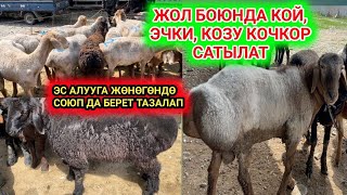 ЖОЛДУН боюнда 24 саат КОЙ, ЭЧКИ, КОЗУ КОЧКОР сатам // Келе бергиле