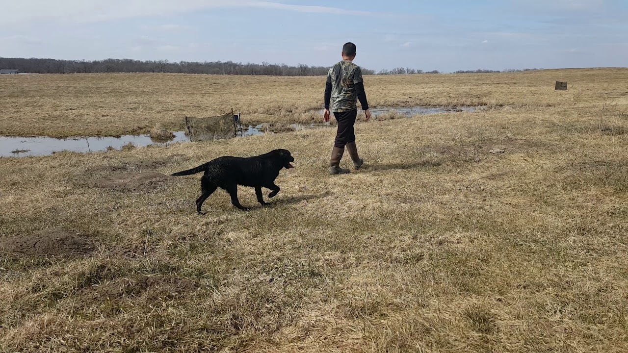 Training For AKC Hunt Test Lexus YouTube training-for-akc-hunt-test-lexus-youtube