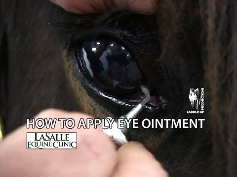 How to Apply Eye Ointment to a Horse