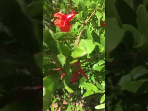 Video: Yuav Ua Li Cas Pomegranate Blooms