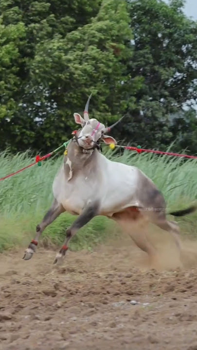 Surya bail pola video #pola #viral #trending #oxen #bail #kisan #youtubeshorts #shorts