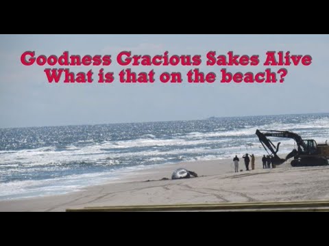 What Is That On The Beach Whalehead Corolla Nc You Whalehead Beach Corolla Nc You
