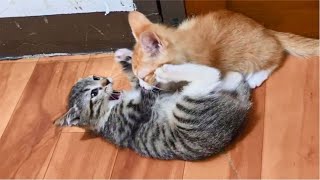 Hyperactive Kittens play fighting each other TOO HARD, so funny