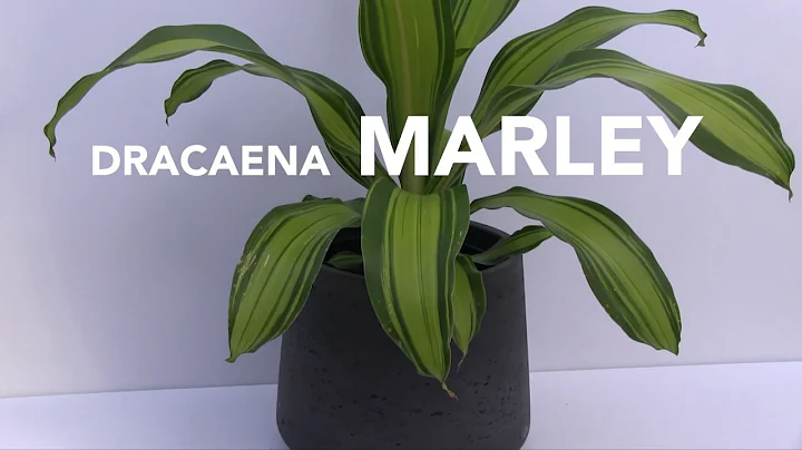 Tropical of the Week: Dracaena 'Marley'