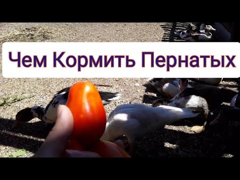 Можно Ли Кормить Уток ... ? / Домашняя птица