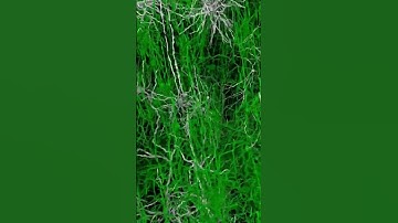 Virtual brain simulation built with open data and powered by Supercomputer Fugaku.